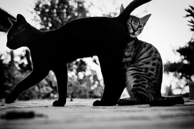Cats