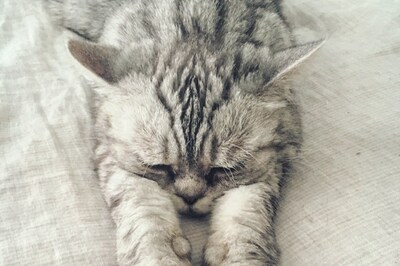 Cats