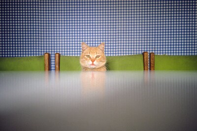 Cats