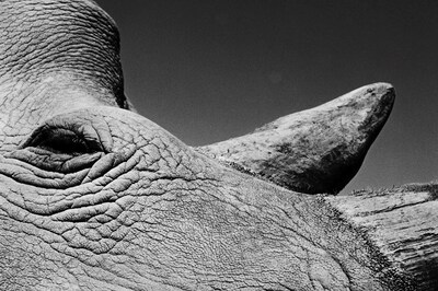 Jack_Davison_Ol_Pejeta06