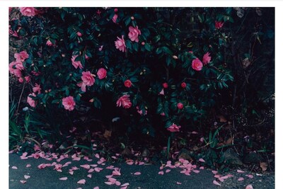 Have a Butchers Print Sale
