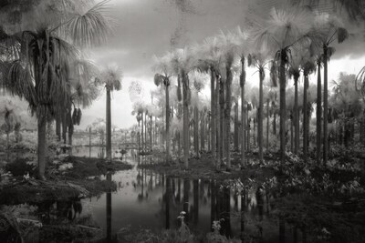 Broken Spectre by Richard Mosse