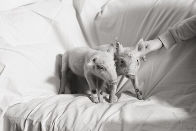 Companions by Yana Wernicke