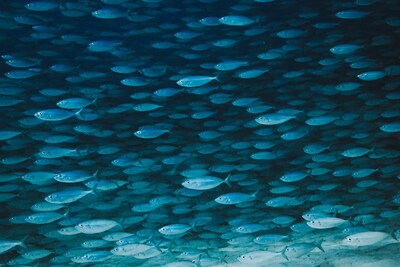 State of the Oceans Parley for the Oceans