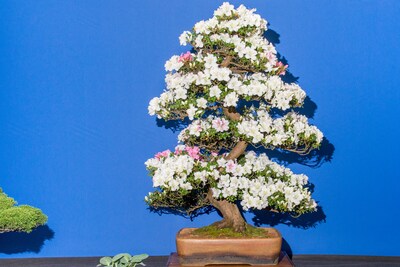 **21_AlexanderCoggin_ChelseaFlowerShow_AnOther
