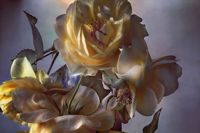 Nick Knight Roses Albion Barn Interview