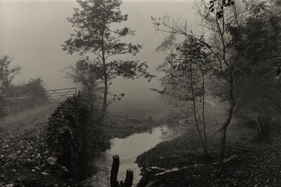 Woods near My House, Somerset, c.1991