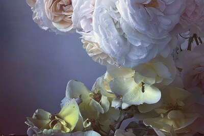 Nick Knight Roses Albion Barn Interview