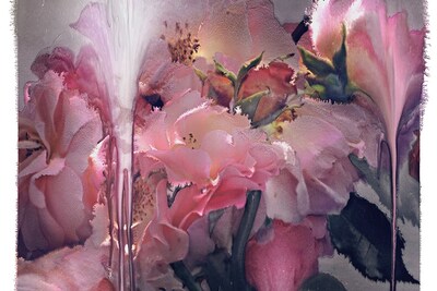 Nick Knight, Rose VI, 2012