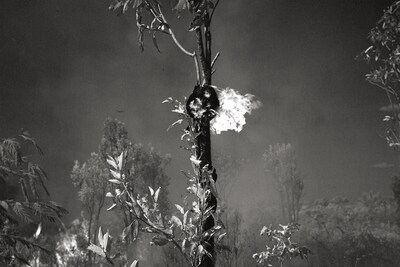 Broken Spectre by Richard Mosse