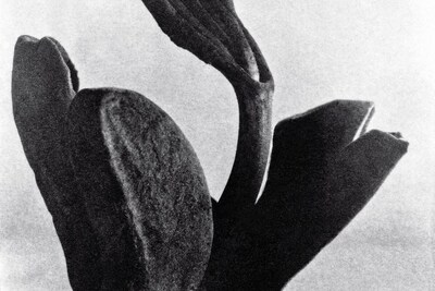 Tina Modotti