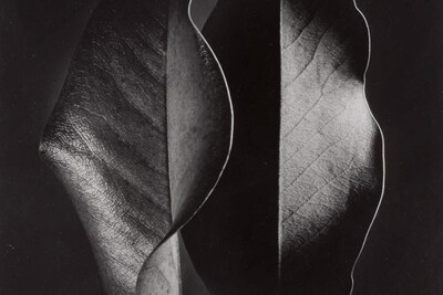 10440 Lot 52 - Ruth Bernhard, &#39;Two Leaves&#39;