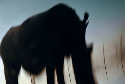 Jack_Davison_Ol_Pejeta04