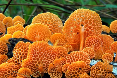 Favolaschia Calocera mushroom