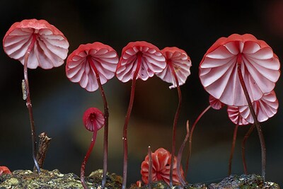 Marasmius Haematocephalus mushroom