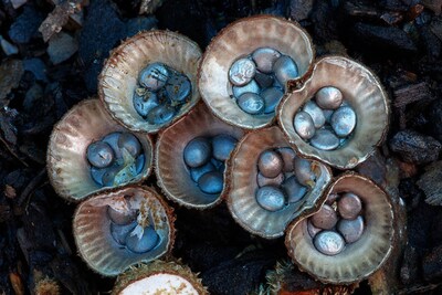 Cyathus Striatus mushroom