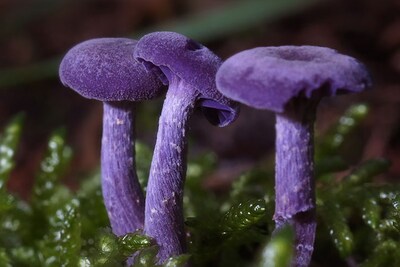 Amethyst Deceiver mushroom