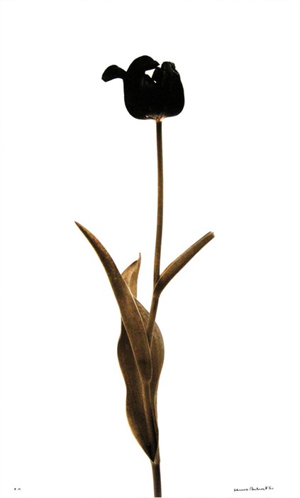 Tulipe Noire (Black tulip), 1980