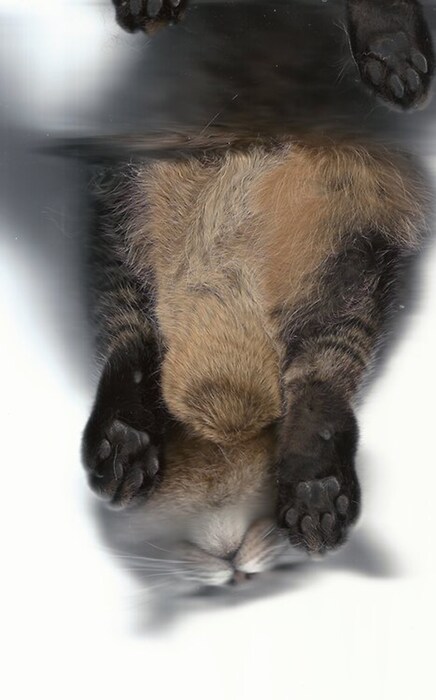 From the Cat Scan