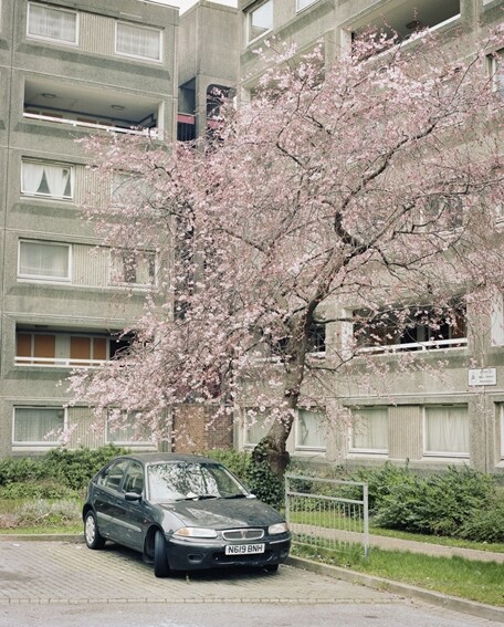 The Cherry Blossom in Kilburn