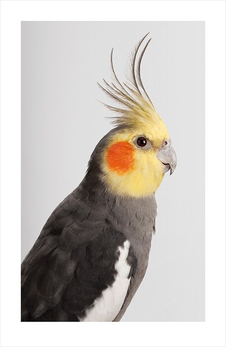 Jarra, Cockatiel