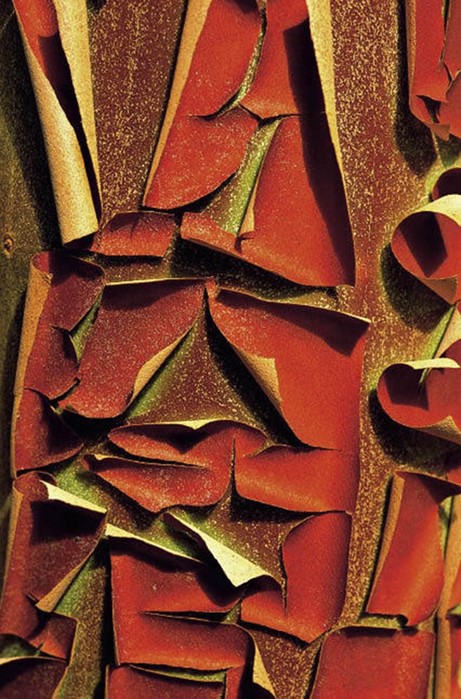 Arbutus Andrachne bark