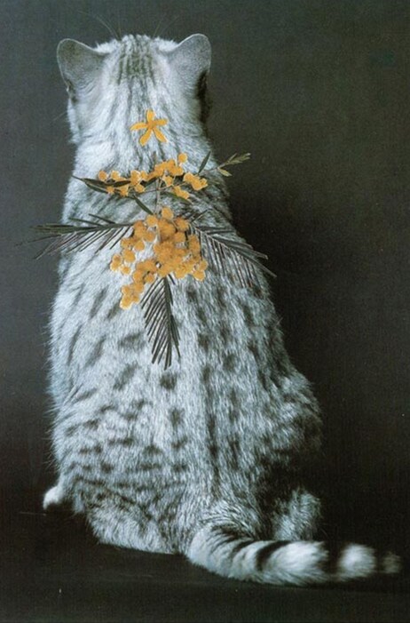 Cats and Plants