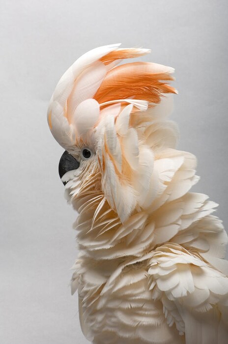 Salmon-Crested Cockatoo