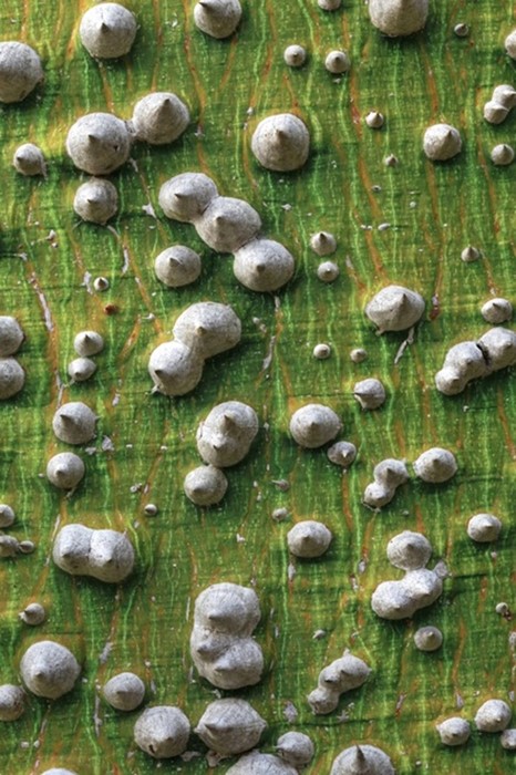 Silk floss tree bark