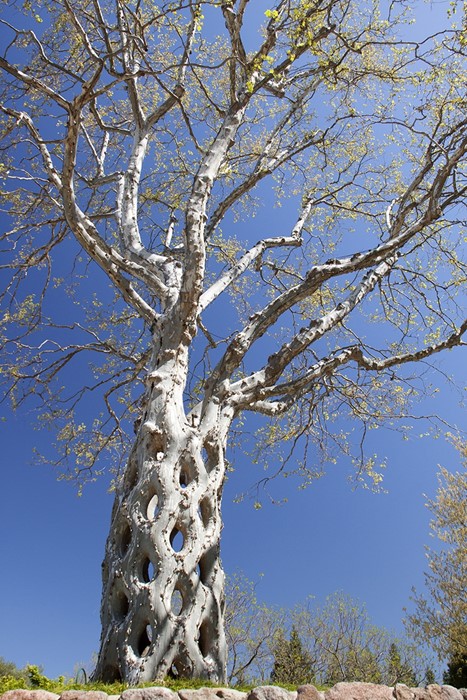 The Basket Tree by Axel Erlandson