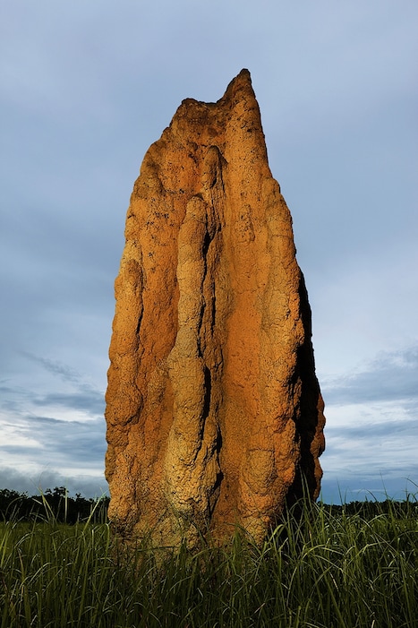 Australian spinifex termite tower