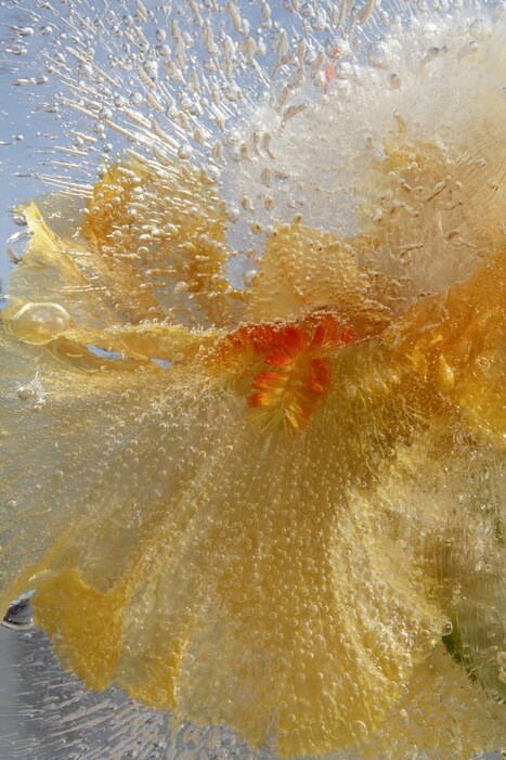 Orange Iris, 2011