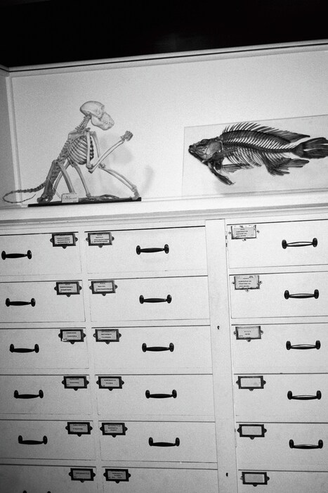The Grant Museum of Zoology