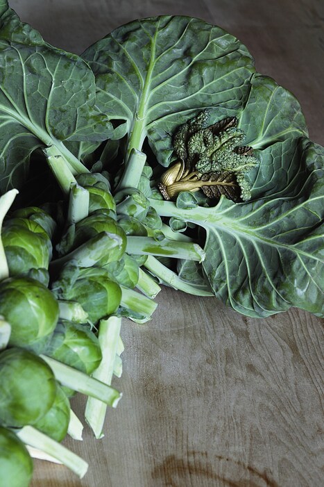 Chard