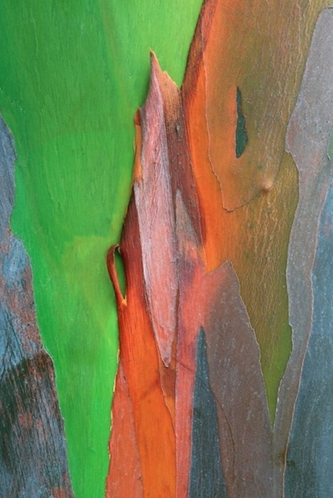 Mindanoan gum bark