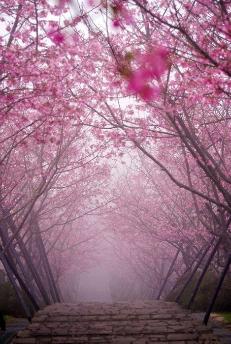 Cherry Blossom Bridge, Kyoto, Japan