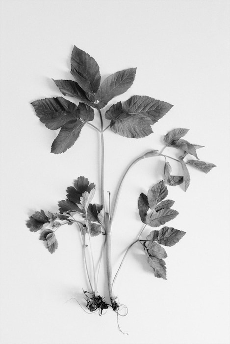 Ground Elder Aegopodium podagraria