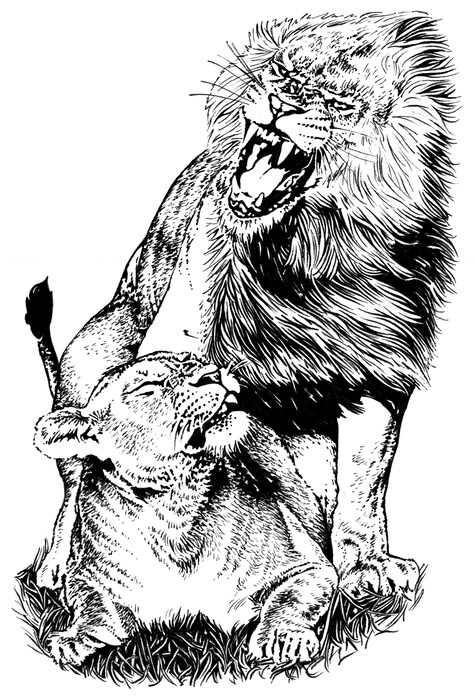 Mating Lions