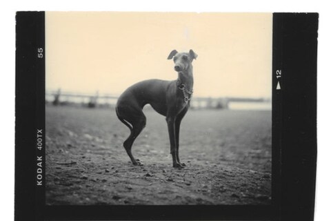 From Dogs by Mark Peckmezian