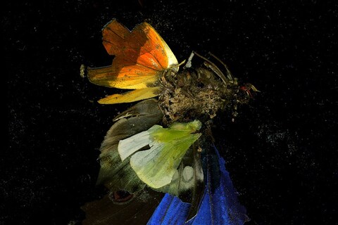 Insecticide, 2009, by Mat Collishaw