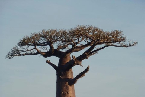 Madagascar 