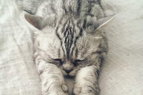 Cats