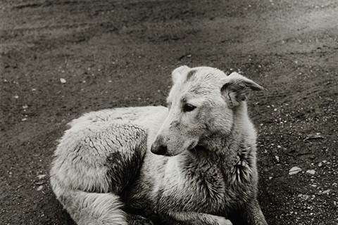 dog-westtown