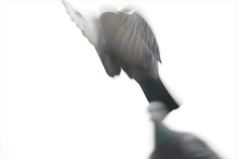 Birds, Photography by Francesco Brigida