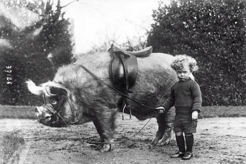 Pig rider, c. 1930s