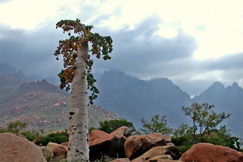 Socotra, Yemen