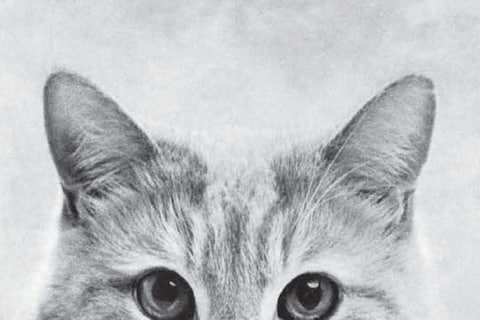 Cat High: The Yearbook