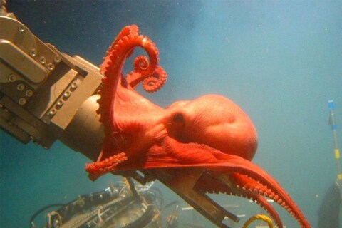 Alvin the Deep Sea Submersible is Half a Century O