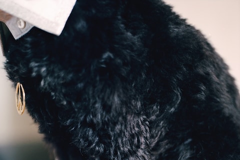 Sweep, 22 months, Cockerpoo