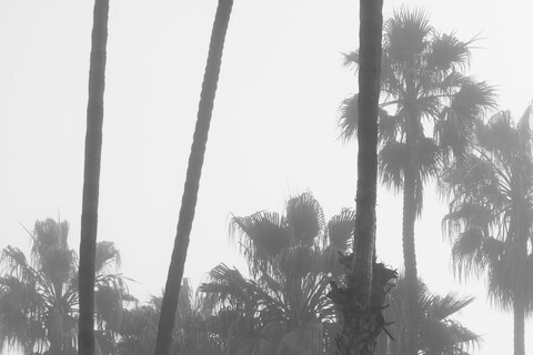 Zin Taylor, Living Systems, Narrative Haze, 2013 